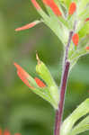 Scarlet Indian paintbrush